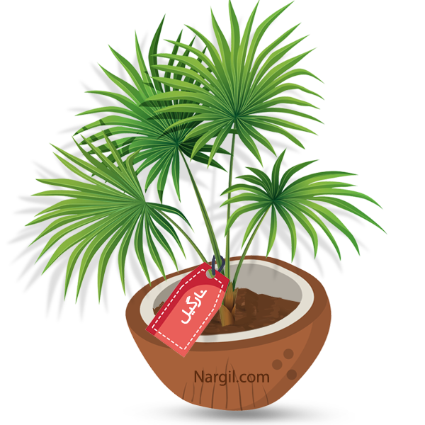  Nargil - Palm Washingtonia